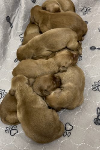 Pinky’s puppies at 1 week. 