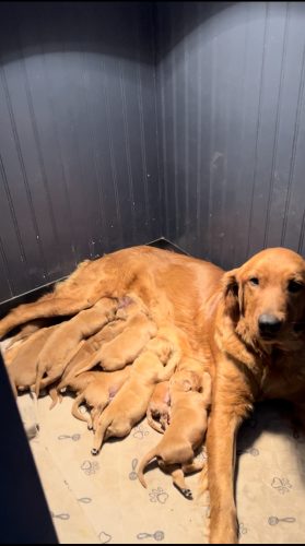 Joanie’s puppies at 1 1/2 weeks.