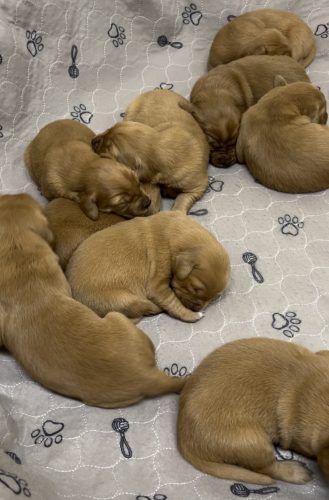 Shirley’s puppies at 1 1/2 weeks